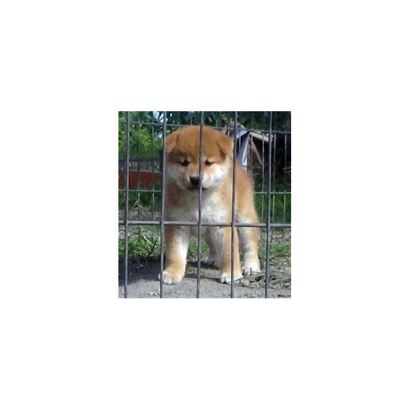 販売中の埼玉県の柴犬-420734の4枚目